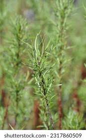 Attēlu rezultāti vaicājumam “Salix rosmarinifolia”