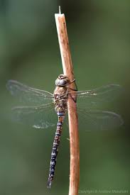 Attēlu rezultāti vaicājumam “Aeshna mixta female”