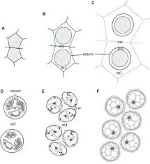 Attēlu rezultāti vaicājumam “Physarum obscurum spores”