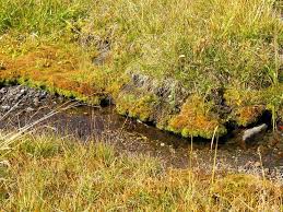 Attēlu rezultāti vaicājumam “Chiloscyphus”