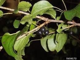 Attēlu rezultāti vaicājumam “Rhamnus cathartica fruit”