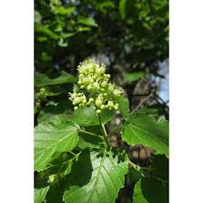 Attēlu rezultāti vaicājumam “Acer tataricum subsp. ginnala flower”
