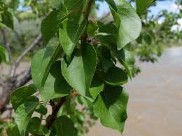 Attēlu rezultāti vaicājumam “Prunus armeniaca leaf”