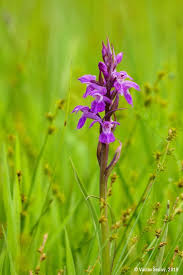 Attēlu rezultāti vaicājumam “Dactylorhiza traunsteineri”
