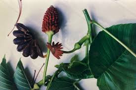 Attēlu rezultāti vaicājumam “Crepis paludosa fruit”