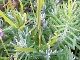 Attēlu rezultāti vaicājumam “Lavandula angustifolia leaf”