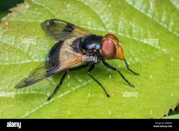 Attēlu rezultāti vaicājumam “Volucella pellucens”