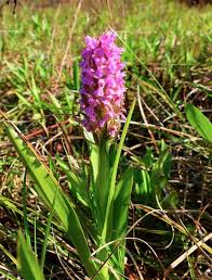 Attēlu rezultāti vaicājumam “Dactylorhiza incarnata flower”