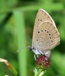 Attēlu rezultāti vaicājumam “Maculinea teleius underside”