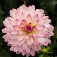 Image result for Dahlia hybrid.