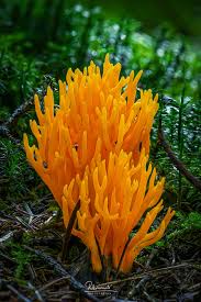 Attēlu rezultāti vaicājumam “Calocera viscosa”