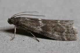 Attēlu rezultāti vaicājumam “Apomyelois bistriatella”