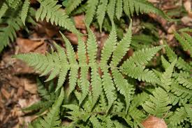 Attēlu rezultāti vaicājumam “Phegopteris connectilis”