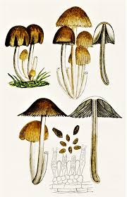Attēlu rezultāti vaicājumam “Coprinus micaceus”