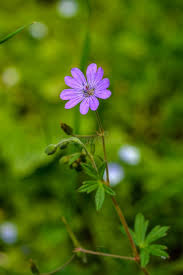 Attēlu rezultāti vaicājumam “Geranium pyrenaicum leaf”