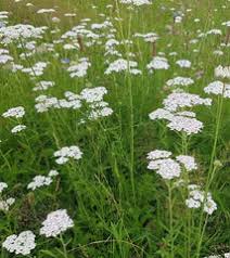 Attēlu rezultāti vaicājumam “Achillea millefolium flower”