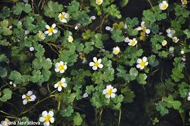 Attēlu rezultāti vaicājumam “Batrachium”