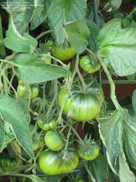 Afbeeldingsresultaat voor black sea man tomato