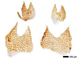 Attēlu rezultāti vaicājumam “Cephalozia loitlesbergeri”