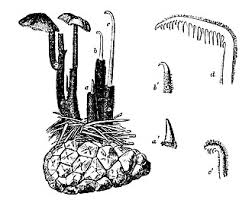 Attēlu rezultāti vaicājumam “Physarum auriscalpium”