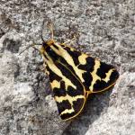 Attēlu rezultāti vaicājumam “Parasemia plantaginis female”