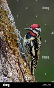 Image result for Sphyrapicus varius