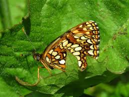 Attēlu rezultāti vaicājumam “Melitaea diamina upperside”