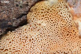 Attēlu rezultāti vaicājumam “Postia undosa”