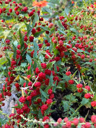 Image result for chenopodium foliosum