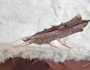 Attēlu rezultāti vaicājumam “Ypsolopha scabrella”