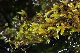 Attēlu rezultāti vaicājumam “Brachythecium albicans”