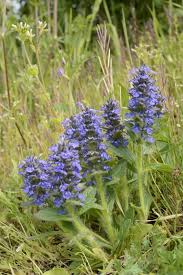 Attēlu rezultāti vaicājumam “Ajuga genevensis leaf”