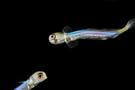 Image result for Coregonus huntsmani