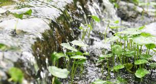 Attēlu rezultāti vaicājumam “Hydrocotyle vulgaris”