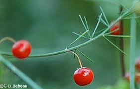 Attēlu rezultāti vaicājumam “Asparagus officinalis fruit”