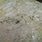 Attēlu rezultāti vaicājumam “Microcalicium disseminatum”