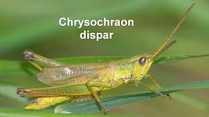 Attēlu rezultāti vaicājumam “Chrysochraon dispar”