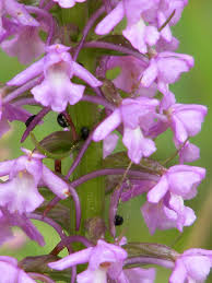 Attēlu rezultāti vaicājumam “Gymnadenia conopsea leaf”