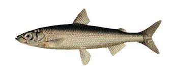 Image result for Coregonus albula