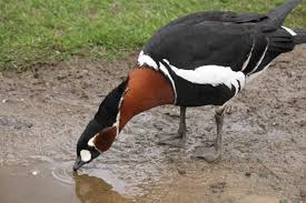 Attēlu rezultāti vaicājumam “Branta ruficollis”