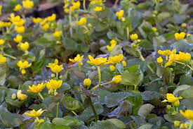 Attēlu rezultāti vaicājumam “Caltha palustris flower”