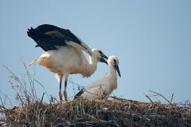 Attēlu rezultāti vaicājumam “Ciconia ciconia”