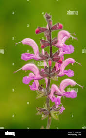 Image result for Salvia pratensis `Rose Rhapsody