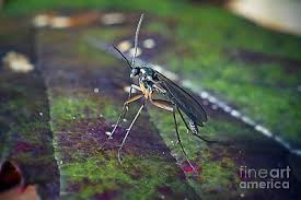 Attēlu rezultāti vaicājumam “Mycetophilidae”