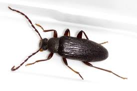 Attēlu rezultāti vaicājumam “Tenebrionidae”