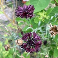 Image result for Centaurea cyanus