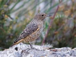 Image result for Monticola saxatilis