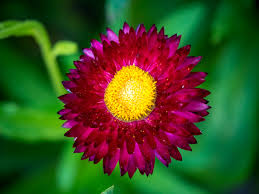 Image result for Strohblume