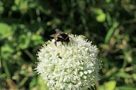 Attēlu rezultāti vaicājumam “Allium cepa”