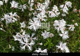 Attēlu rezultāti vaicājumam “Dianthus arenarius leaf”